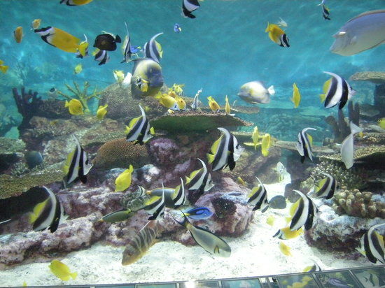 Coex Aquarium